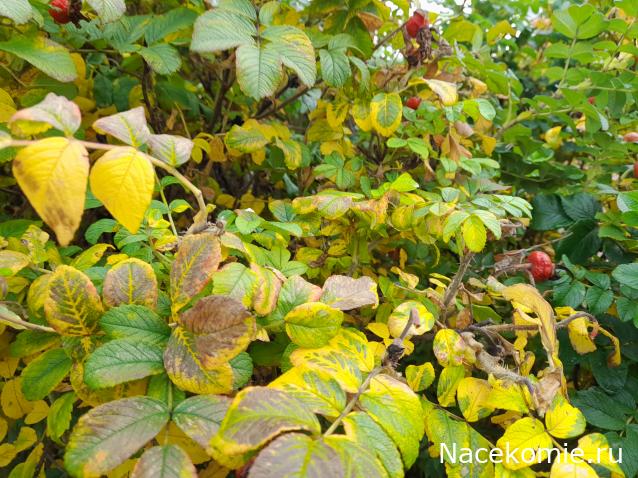 Eva1949 - Дом мечты-души моей воспоминания; 1Abrikoska - Мой гостеприимный дом