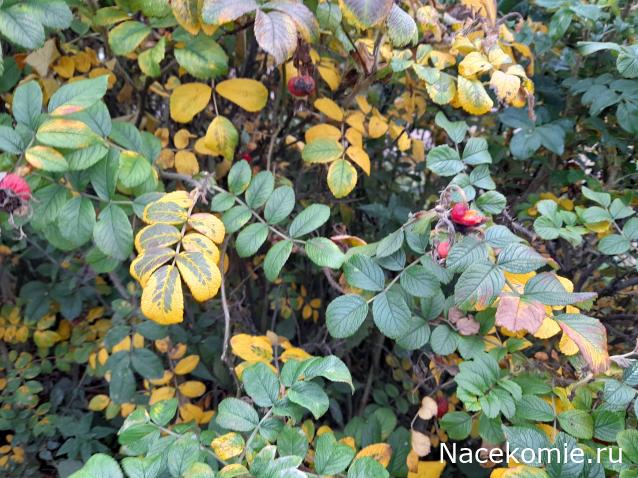 Eva1949 - Дом мечты-души моей воспоминания; 1Abrikoska - Мой гостеприимный дом