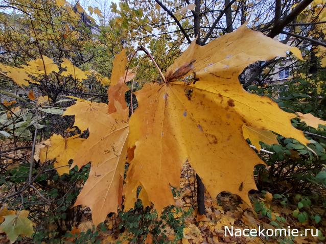 Eva1949 - Дом мечты-души моей воспоминания; 1Abrikoska - Мой гостеприимный дом