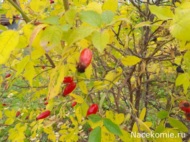 Eva1949 - Дом мечты-души моей воспоминания; 1Abrikoska - Мой гостеприимный дом
