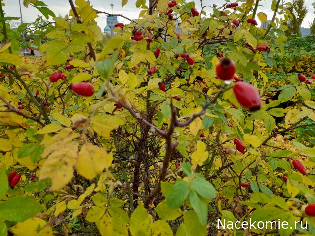 Eva1949 - Дом мечты-души моей воспоминания; 1Abrikoska - Мой гостеприимный дом