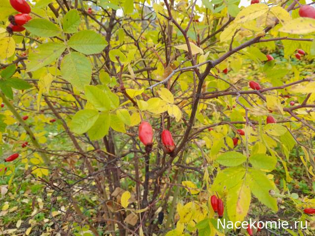 Eva1949 - Дом мечты-души моей воспоминания; 1Abrikoska - Мой гостеприимный дом