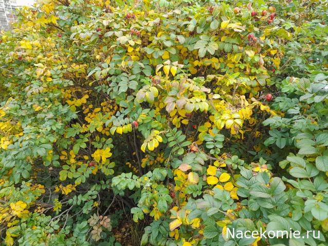 Eva1949 - Дом мечты-души моей воспоминания; 1Abrikoska - Мой гостеприимный дом