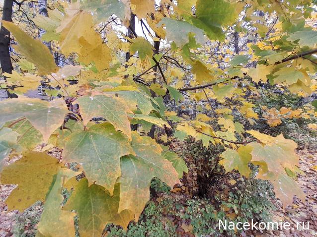 Eva1949 - Дом мечты-души моей воспоминания; 1Abrikoska - Мой гостеприимный дом