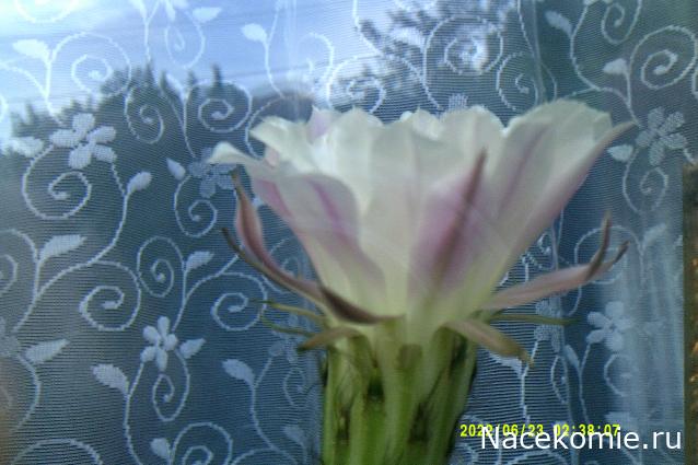 Eva1949 - Дом мечты-души моей воспоминания; 1Abrikoska - Мой гостеприимный дом