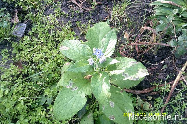 Eva1949 - Дом мечты-души моей воспоминания; 1Abrikoska - Мой гостеприимный дом