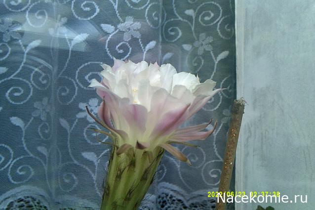 Eva1949 - Дом мечты-души моей воспоминания; 1Abrikoska - Мой гостеприимный дом