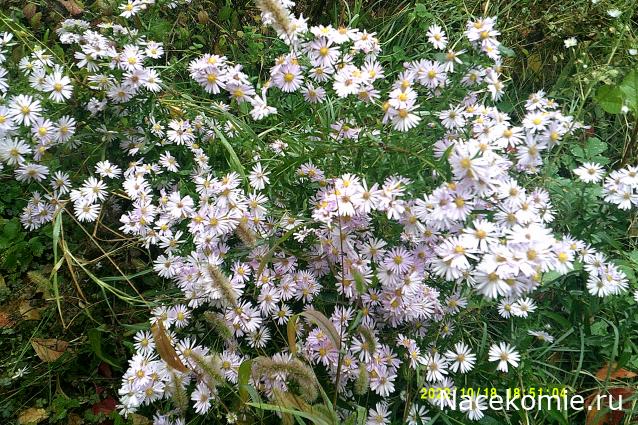 Eva1949 - Дом мечты-души моей воспоминания; 1Abrikoska - Мой гостеприимный дом