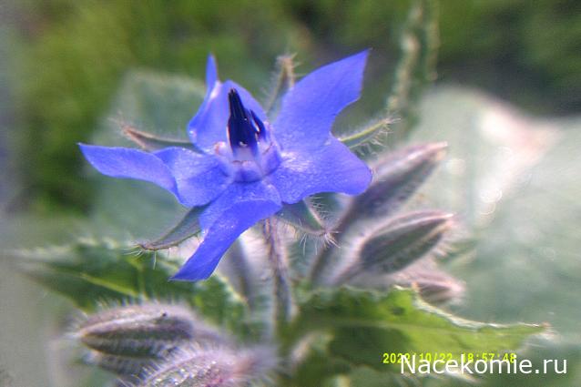 Eva1949 - Дом мечты-души моей воспоминания; 1Abrikoska - Мой гостеприимный дом