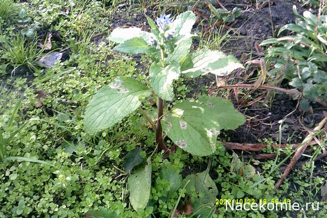 Eva1949 - Дом мечты-души моей воспоминания; 1Abrikoska - Мой гостеприимный дом