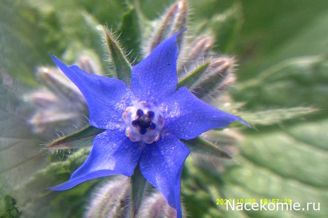 Eva1949 - Дом мечты-души моей воспоминания; 1Abrikoska - Мой гостеприимный дом