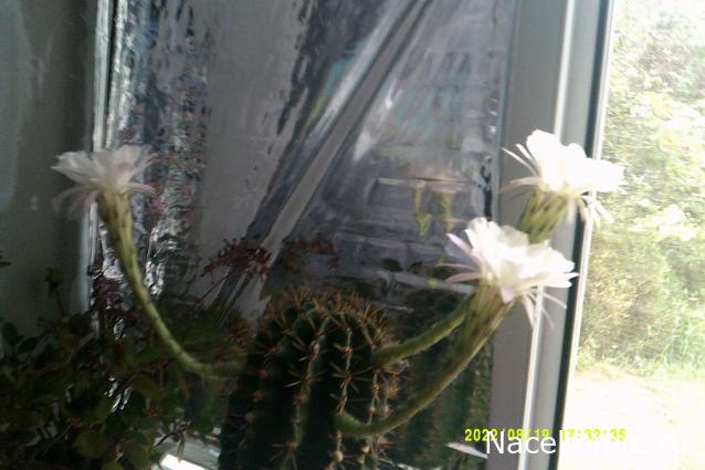 Eva1949 - Дом мечты-души моей воспоминания; 1Abrikoska - Мой гостеприимный дом