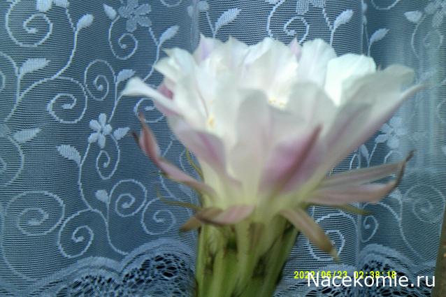 Eva1949 - Дом мечты-души моей воспоминания; 1Abrikoska - Мой гостеприимный дом