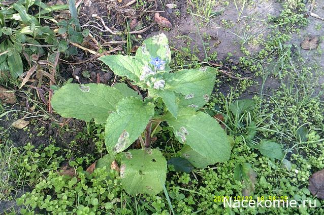 Eva1949 - Дом мечты-души моей воспоминания; 1Abrikoska - Мой гостеприимный дом