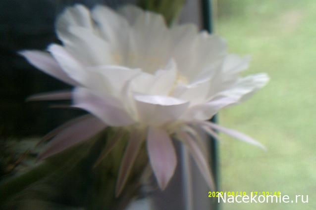 Eva1949 - Дом мечты-души моей воспоминания; 1Abrikoska - Мой гостеприимный дом