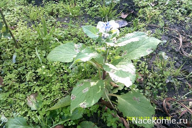 Eva1949 - Дом мечты-души моей воспоминания; 1Abrikoska - Мой гостеприимный дом