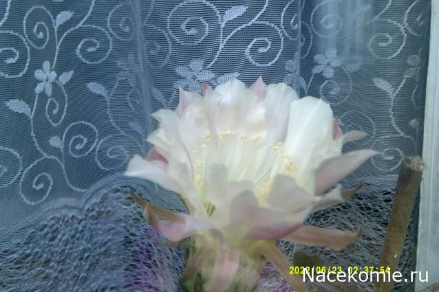 Eva1949 - Дом мечты-души моей воспоминания; 1Abrikoska - Мой гостеприимный дом