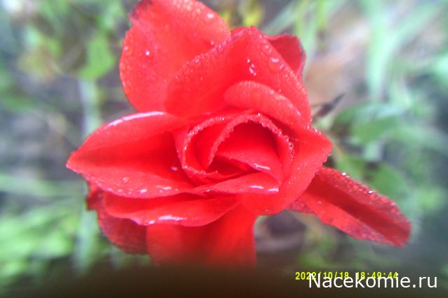 Eva1949 - Дом мечты-души моей воспоминания; 1Abrikoska - Мой гостеприимный дом