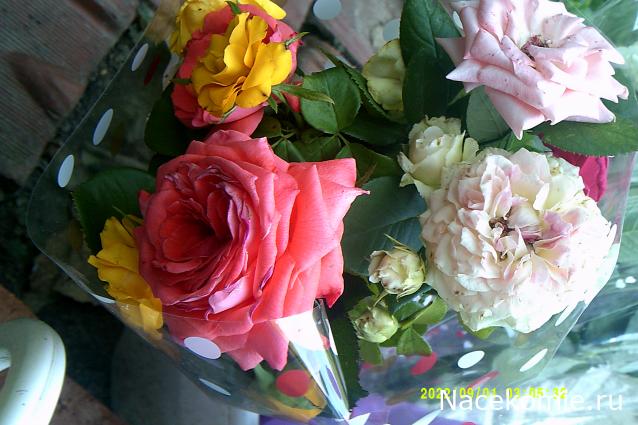 Eva1949 - Дом мечты-души моей воспоминания; 1Abrikoska - Мой гостеприимный дом