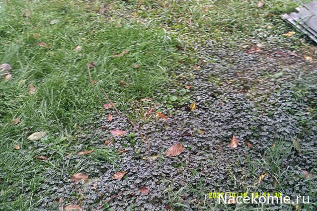 Eva1949 - Дом мечты-души моей воспоминания; 1Abrikoska - Мой гостеприимный дом