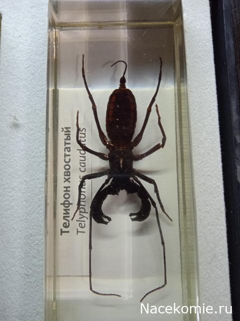 Коллекция zhuki