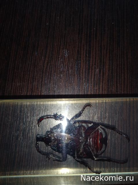 Коллекция zhuki