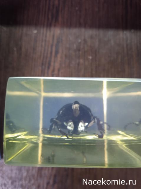 Коллекция zhuki