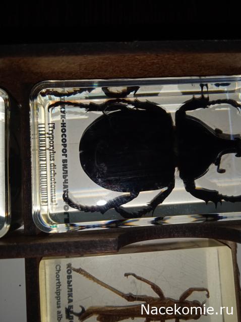 Коллекция zhuki