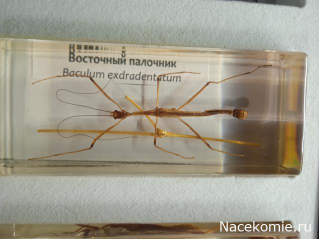 Коллекция zhuki