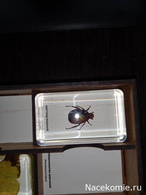 Коллекция zhuki