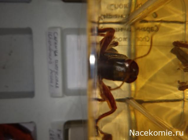 Коллекция zhuki