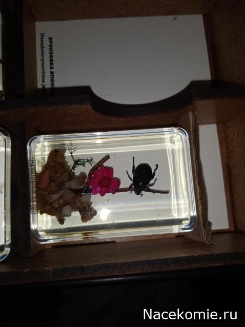 Коллекция zhuki