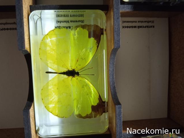 Коллекция zhuki