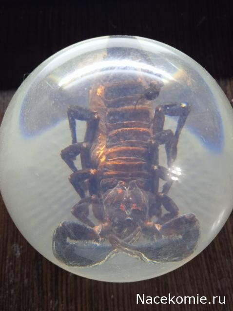 Коллекция zhuki