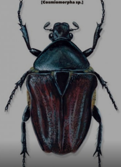 Жуки и Пауки - График выхода и обсуждение