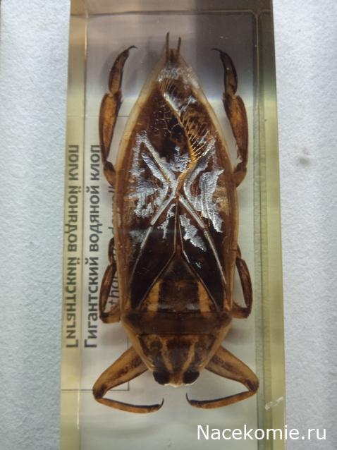 Коллекция zhuki