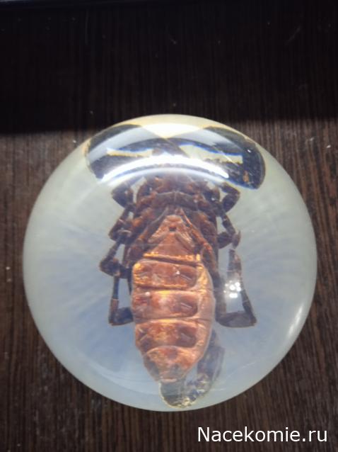 Коллекция zhuki