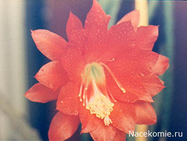 Eva1949 - Дом мечты-души моей воспоминания; 1Abrikoska - Мой гостеприимный дом