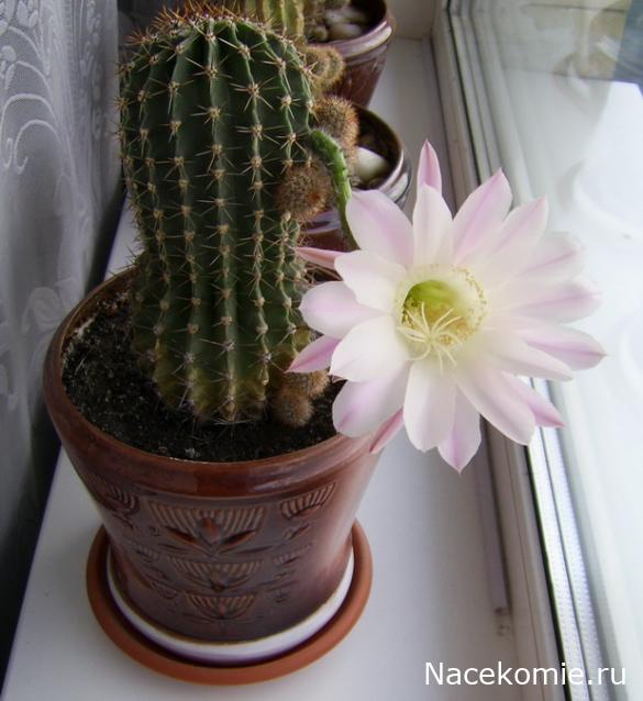 Eva1949 - Дом мечты-души моей воспоминания; 1Abrikoska - Мой гостеприимный дом