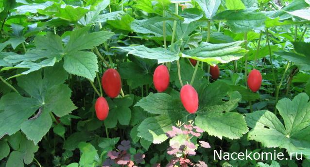 Eva1949 - Дом мечты-души моей воспоминания; 1Abrikoska - Мой гостеприимный дом