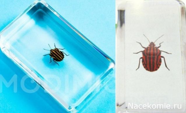 Жуки и Пауки - График выхода и обсуждение