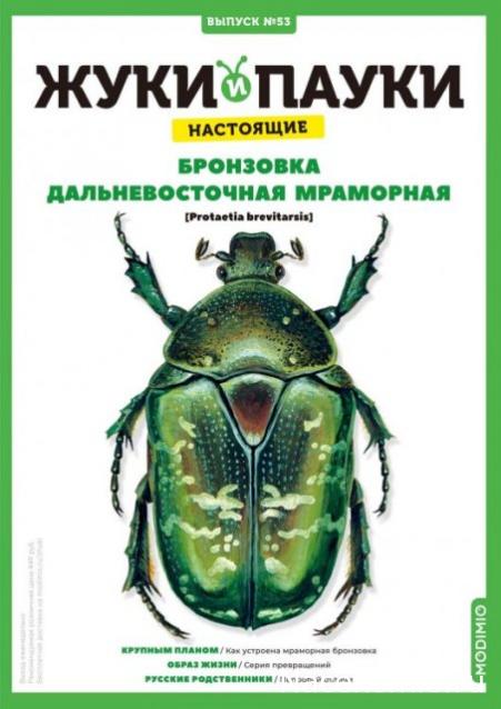 Жуки и Пауки №53 - Бронзовка дальневосточная мраморная