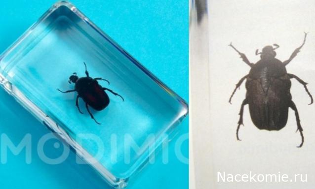 Жуки и Пауки - График выхода и обсуждение