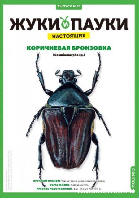 Жуки и Пауки №55 - Коричневая бронзовка