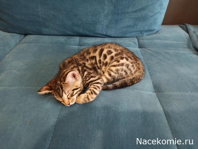 "Живой уголок"