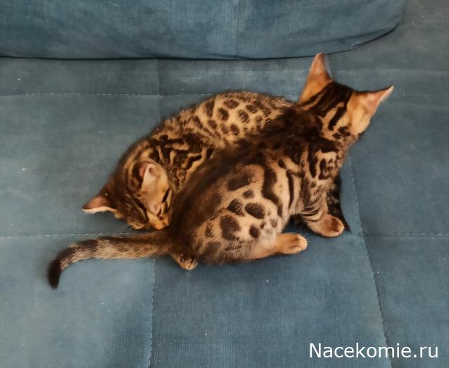 "Живой уголок"