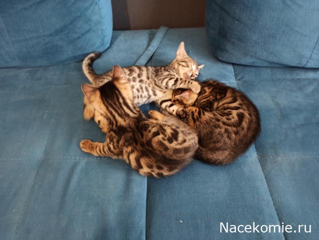 "Живой уголок"