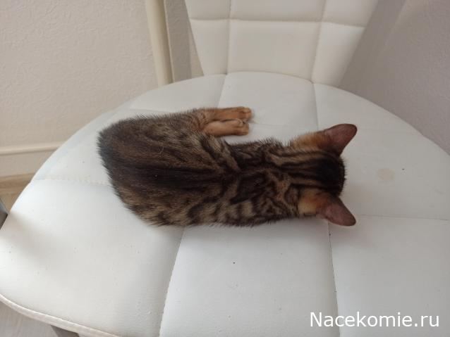 "Живой уголок"