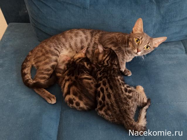 "Живой уголок"