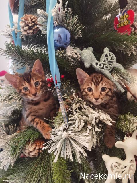 "Живой уголок"